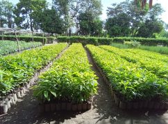 skolka_produkujici_sazenice_drevin_a_ovocnych_stromu_avocado-seedlings