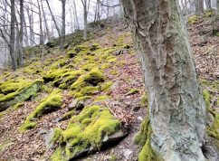 Vyhlášení nové přírodní rezervace Nad Švédskou cestou