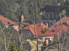 Nad Riviérou v Brně opět zahnízdil ostříž, ornitology potěšila i mláďata morčáka