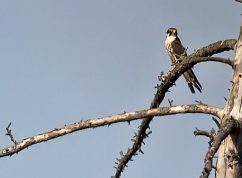 Nad Riviérou v Brně opět zahnízdil ostříž, ornitology potěšila i mláďata morčáka